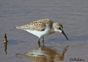 Calidris mauri